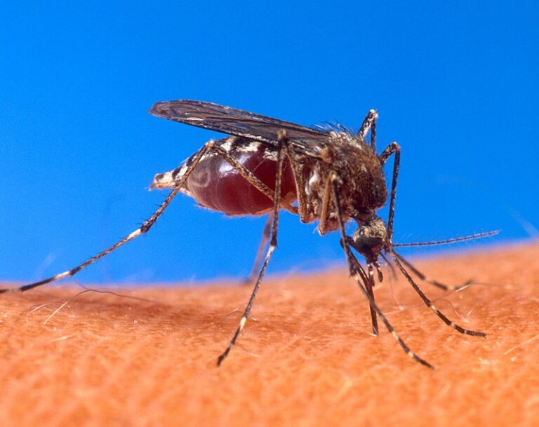 800px-Aedes_aegypti_biting_human