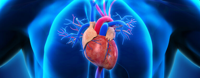 Human Heart Anatomy