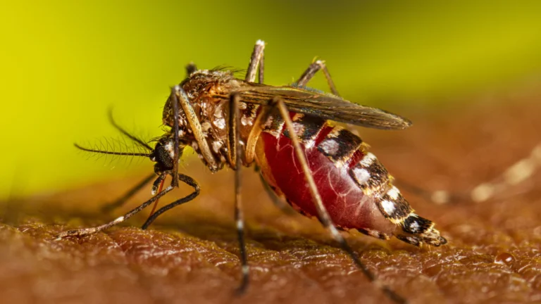 mosquito