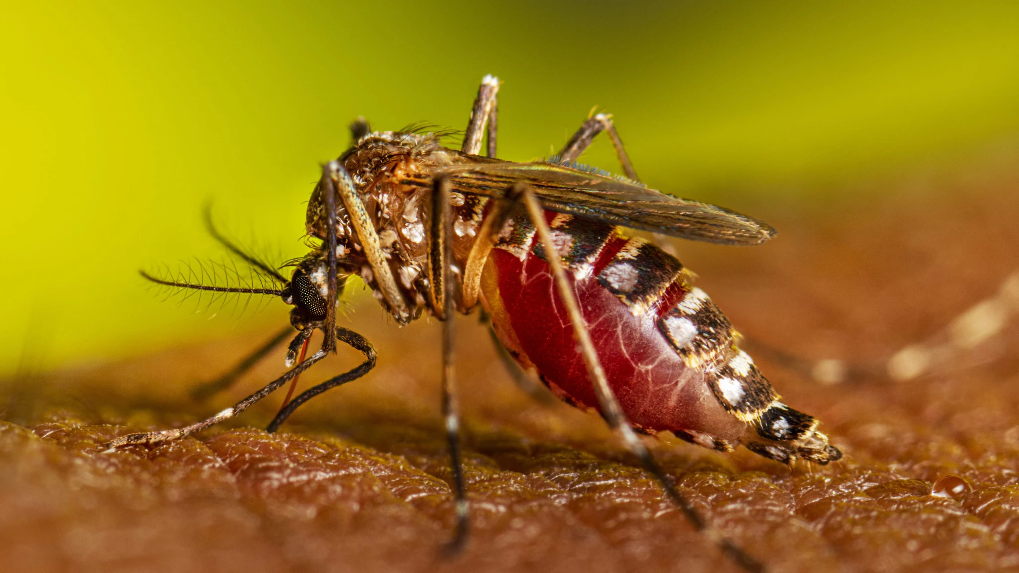 mosquito