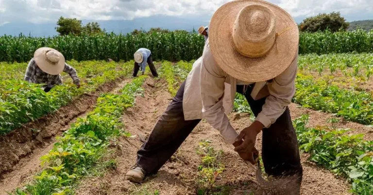 trabajador agriciola