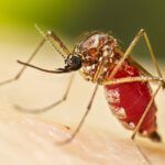 Aedes aegypti Adult Female Mosquito