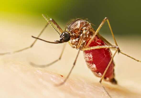 Aedes aegypti Adult Female Mosquito