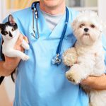Los-mejores-cursos-de-veterinaria (1)