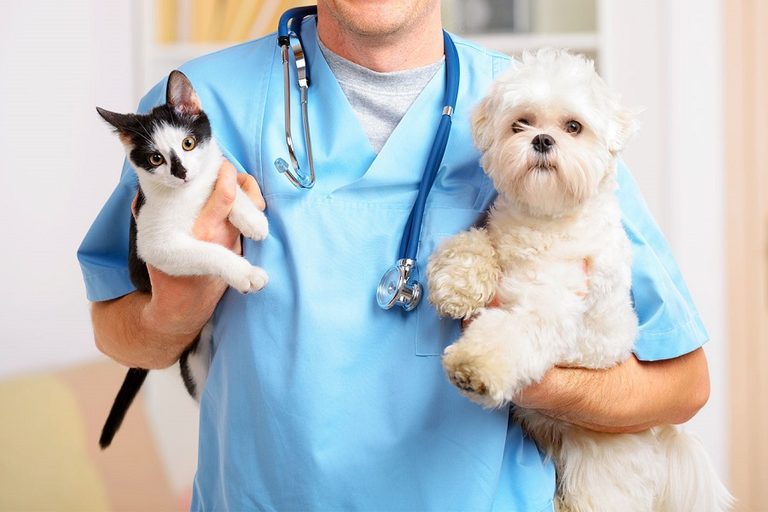 Los-mejores-cursos-de-veterinaria (1)
