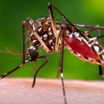 Mosquito-495x400