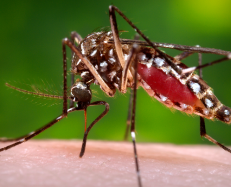 Mosquito-495x400